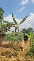 Half Acre Plot for Sale in Mwera Town Council - 3