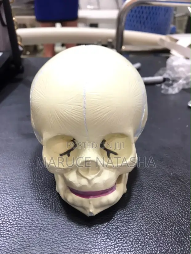 Children's Skull Learning Model - 1