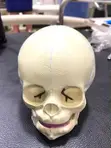 Children's Skull Learning Model - 2