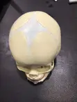Children's Skull Learning Model - 3