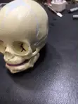 Children's Skull Learning Model - 4