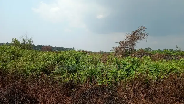 49 Acres Farmland in Gayaza Busika, Janda Village - 1