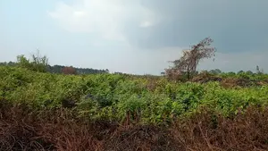49 Acres Farmland in Gayaza Busika, Janda Village