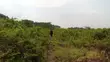 49 Acres Farmland in Gayaza Busika, Janda Village - 3