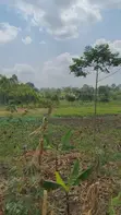 Land for Sale - Nazigo, Kayunga-Jinja Road - 1