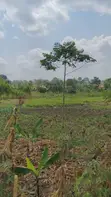 Land for Sale - Nazigo, Kayunga-Jinja Road - 2