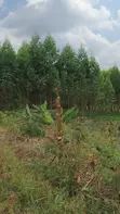 Land for Sale - Nazigo, Kayunga-Jinja Road - 3