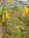 Land for Sale - Namugongo, Nkonzi Estate - 1