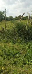 200 Acres Agricultural Land for Sale in Kalagala, Nakaseke - 1