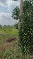 70 Acres Farmland for Sale - Nyakisharara, Mbarara-Ibanda Road - 2