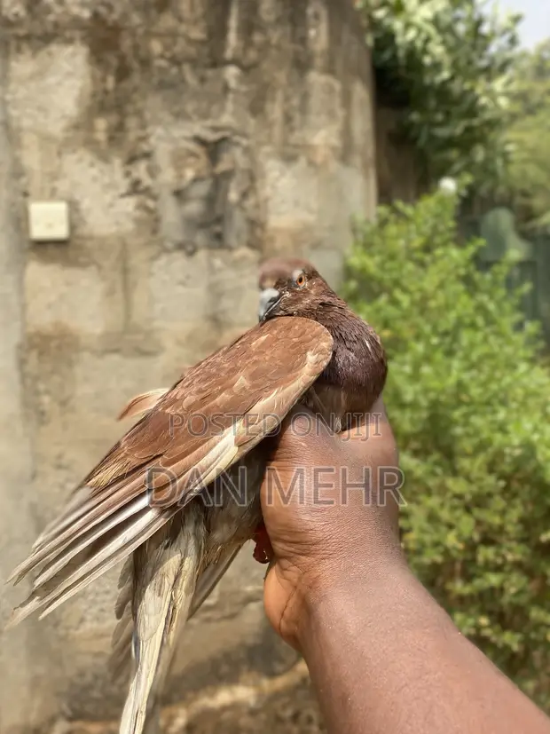 Young and Mature Pigeons for Sale - 1