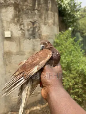 Young and Mature Pigeons for Sale