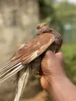 Young and Mature Pigeons for Sale - 2