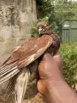 Young and Mature Pigeons for Sale - 3