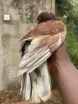 Young and Mature Pigeons for Sale - 4