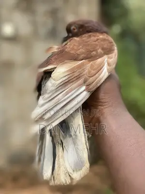 Local Pigeons for Sale