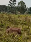 Farmland for Sale - Bugoma Kitwe, Bugerere - 1