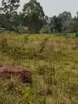 Farmland for Sale - Bugoma Kitwe, Bugerere - 2