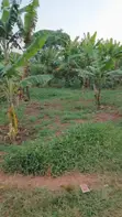 Land for Sale - Entebbe Kawuku - 2
