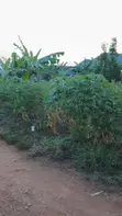 Land for Sale - Gayaza Kabubu Residential Estate - 3