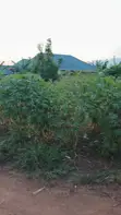 Land for Sale - Gayaza Kabubu Residential Estate - 4
