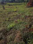 30 Acres Farmland for Sale in Nkokonjeru - 1