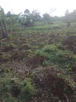 30 Acres Farmland for Sale in Nkokonjeru - 2