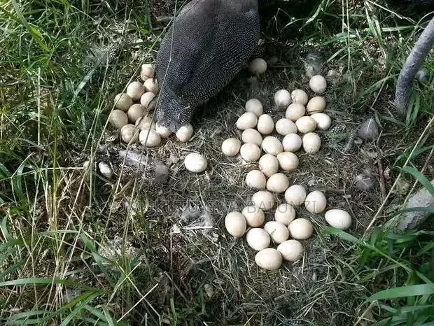 Fertilized Guinea Fowl Eggs - 1