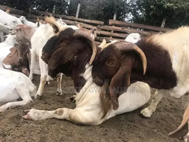 Boer Goats for Sale - 1