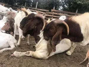 Boer Goats for Sale