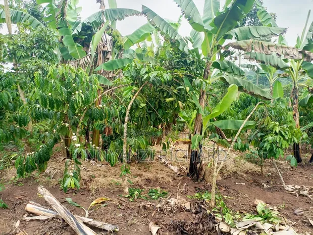 Land for Sale in Nakifuma, Nabaale - 1
