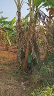 Land for Sale - Gayaza–Kalagyi Road, Namalili - 3