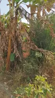 Land for Sale - Gayaza–Kalagyi Road, Namalili - 5