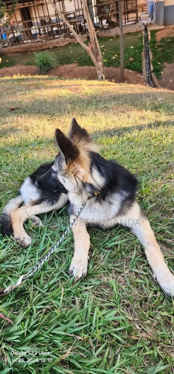 3-6 Month Male Purebred German Shepherd - 1