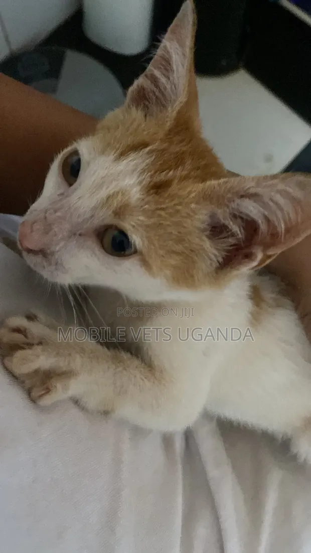 Female Exotic Kitten, 1-3 Months Old - 1
