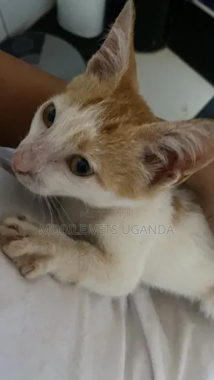 Female Exotic Kitten, 1-3 Months Old