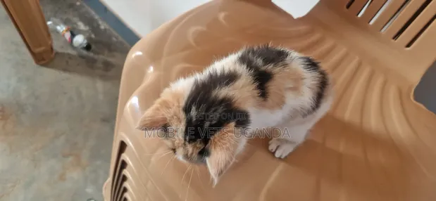 Purebred Bombay Kitten - 0-1 Month Male - 1
