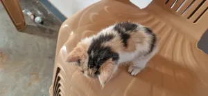 Purebred Bombay Kitten - 0-1 Month Male