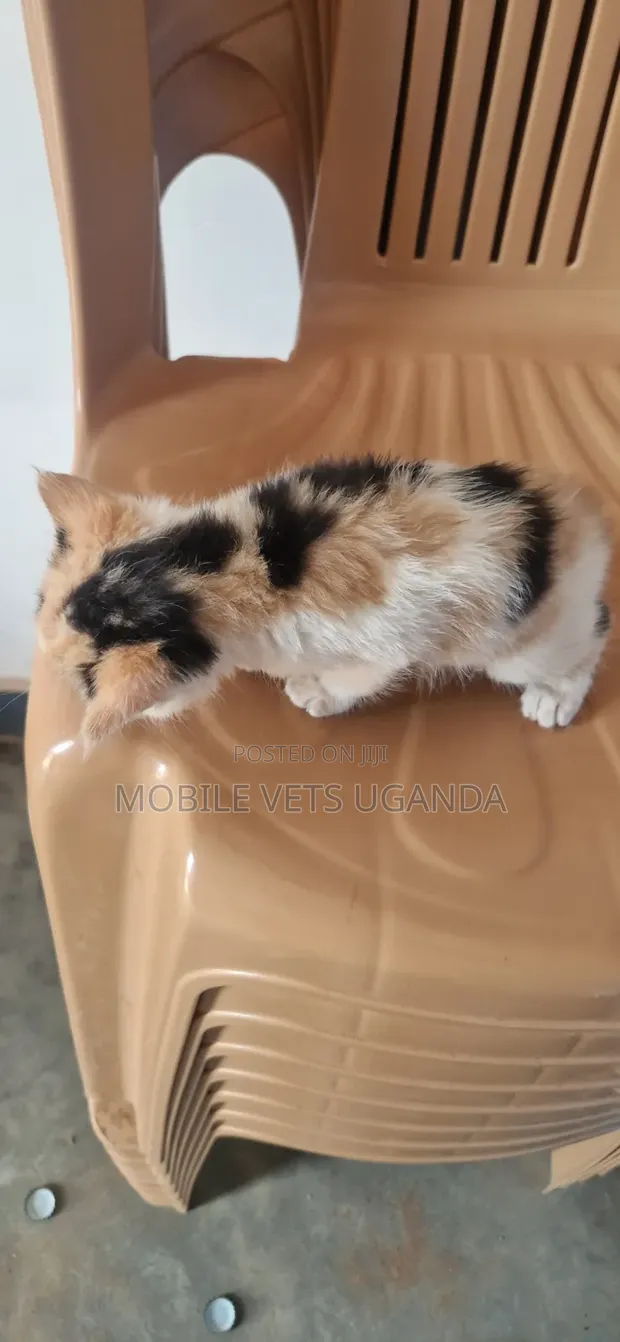 1-3 Month Male Purebred Selkirk Rex Kitten - 1