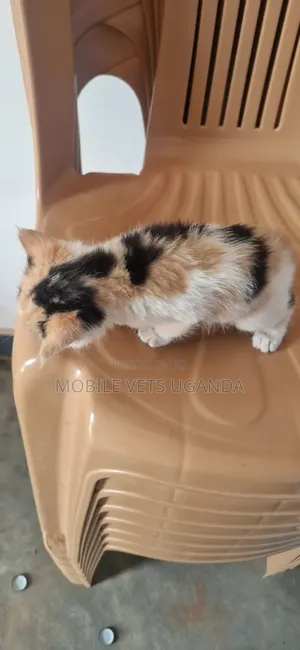 1-3 Month Male Purebred Selkirk Rex Kitten