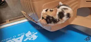 1-3 Month Male Purebred Exotic Kitten