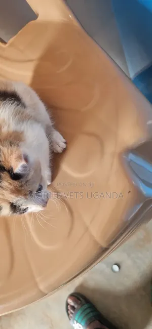 Purebred Exotic Kitten, 1-3 Months Old, Male