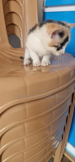 1-3 Month Male Purebred Ragamuffin Kitten