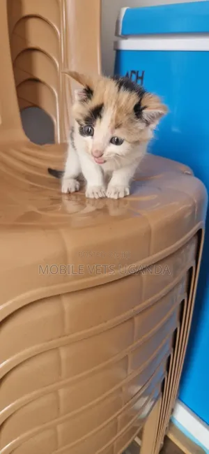 Female Purebred Korat Kitten, 1-3 Months Old