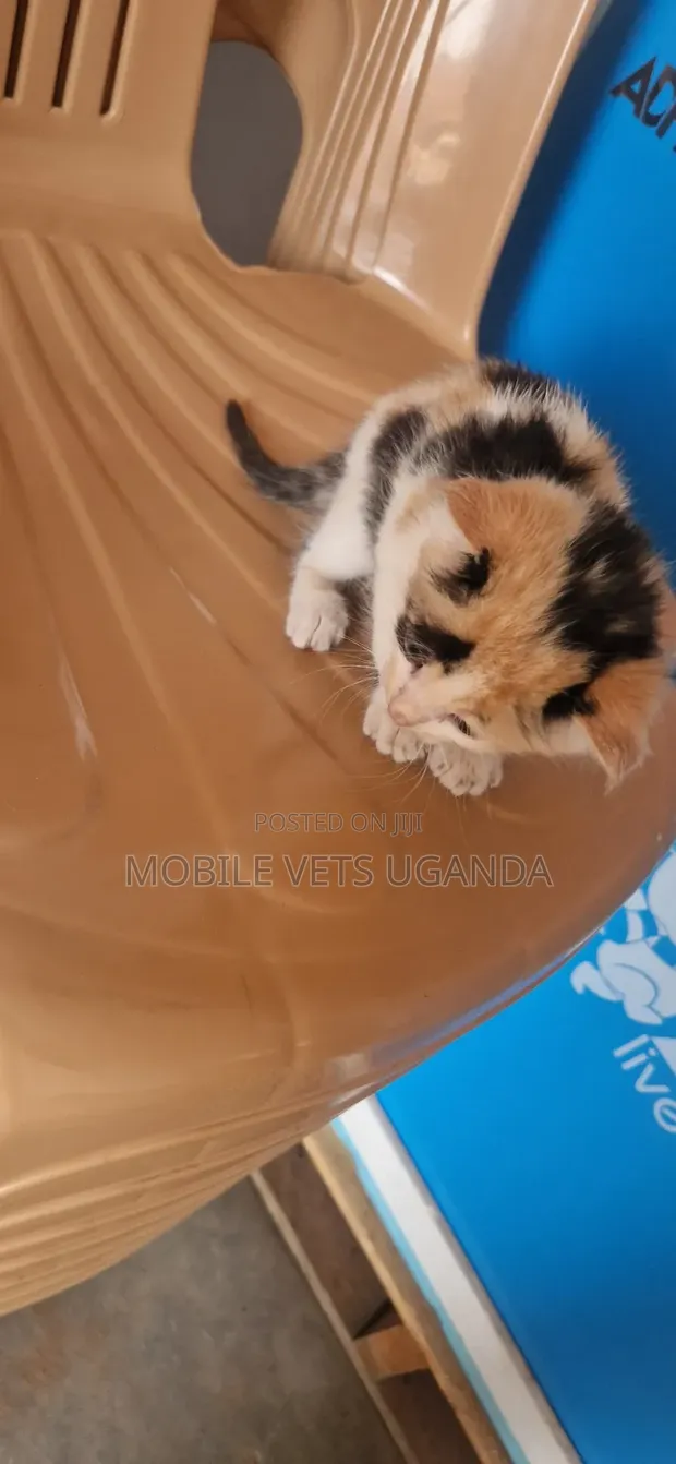 Female Purebred Tabby Kitten (1-3 Months) - 1