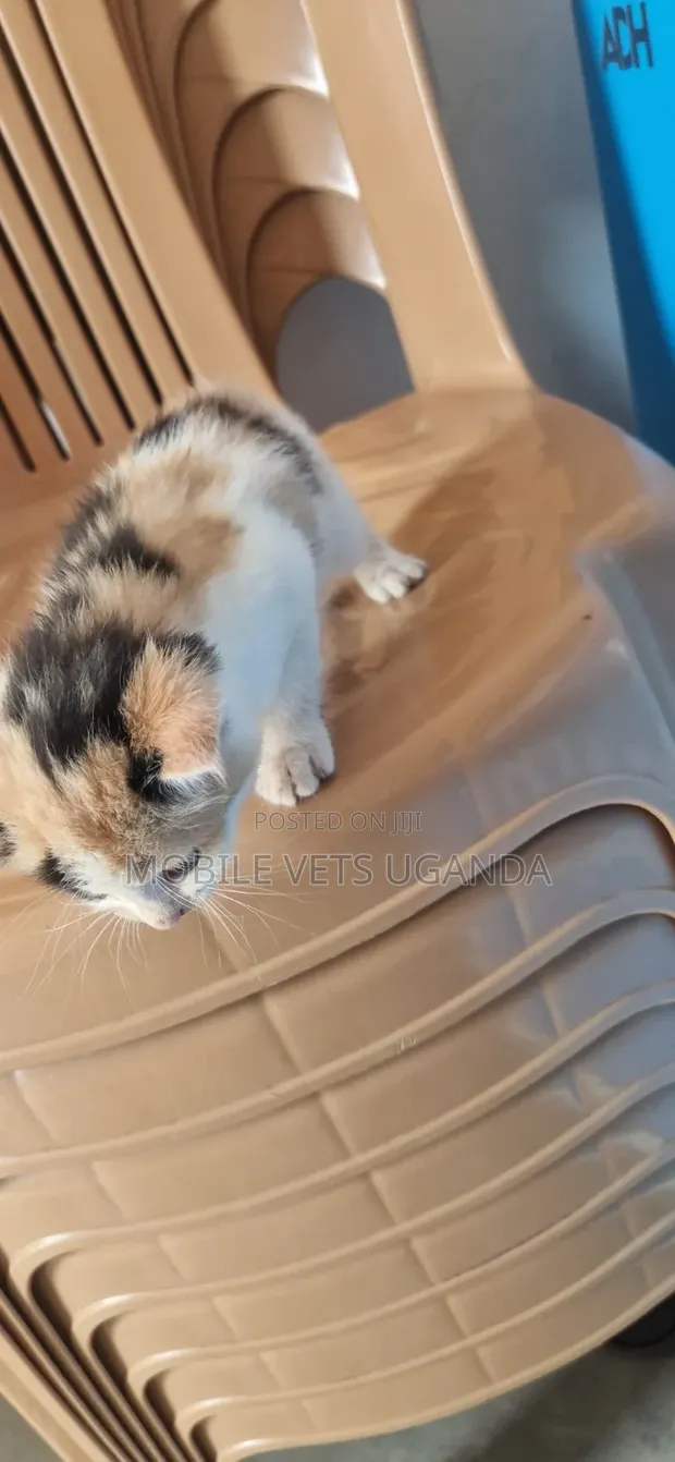 Female Purebred Turkish Angora Kitten (1-3 Months) - 1