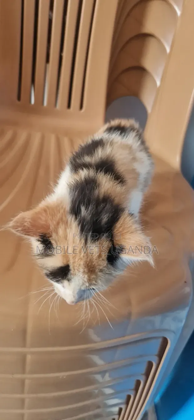 Female Sphynx Kitten - 0-1 Month Old - 1