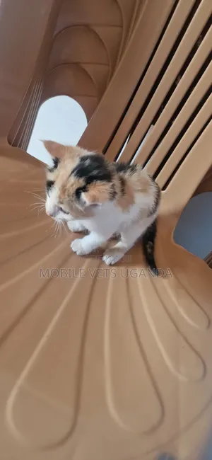 Purebred Abyssinian Kitten - 1-3 Months Old