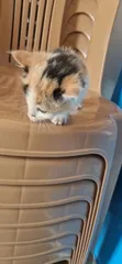 Purebred Abyssinian Kitten - 0-1 Month Female - 1