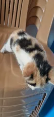 Purebred Abyssinian Kitten - 0-1 Month Female - 2